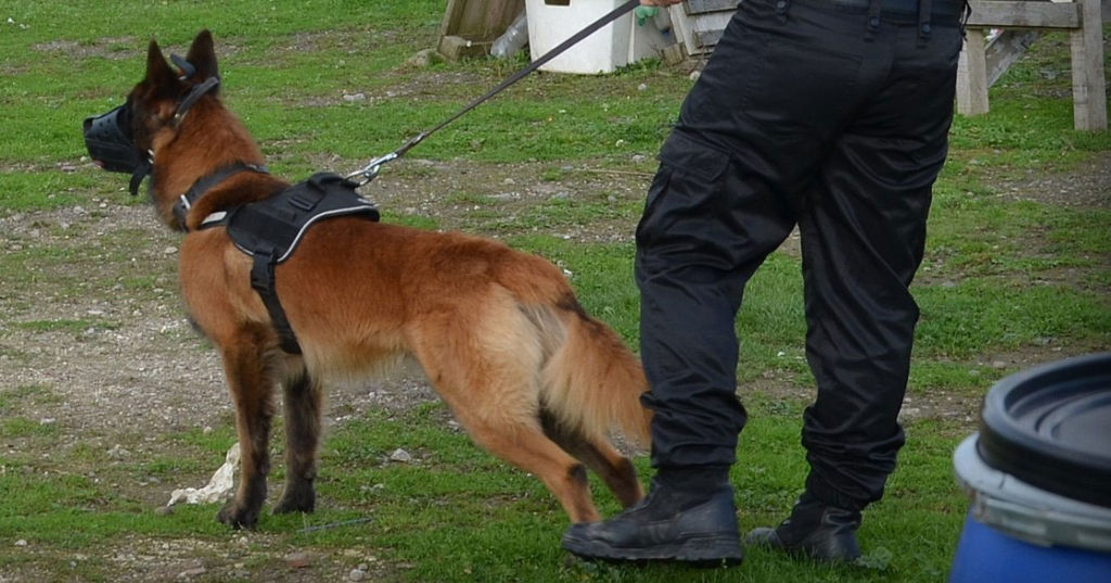 groupe bsl securite securite cynotechnique