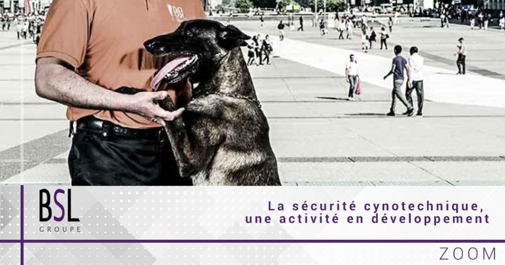 groupe bsl securite securite cynotechnique